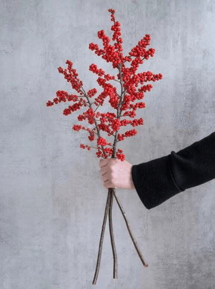 Roter Ilexzweig in einer Hand vor hellem Hintergrund